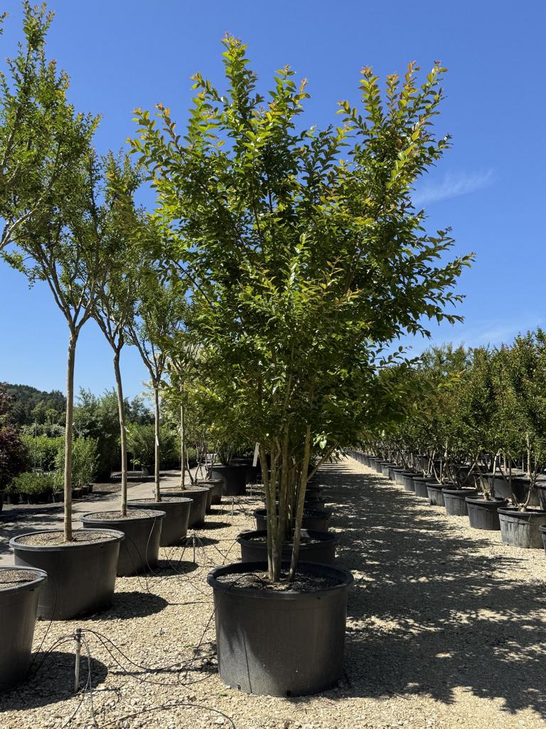 Lagerstroemia 'Natchez'
