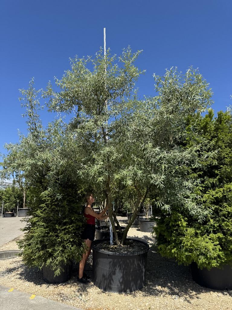 Elaeagnus angustifolia