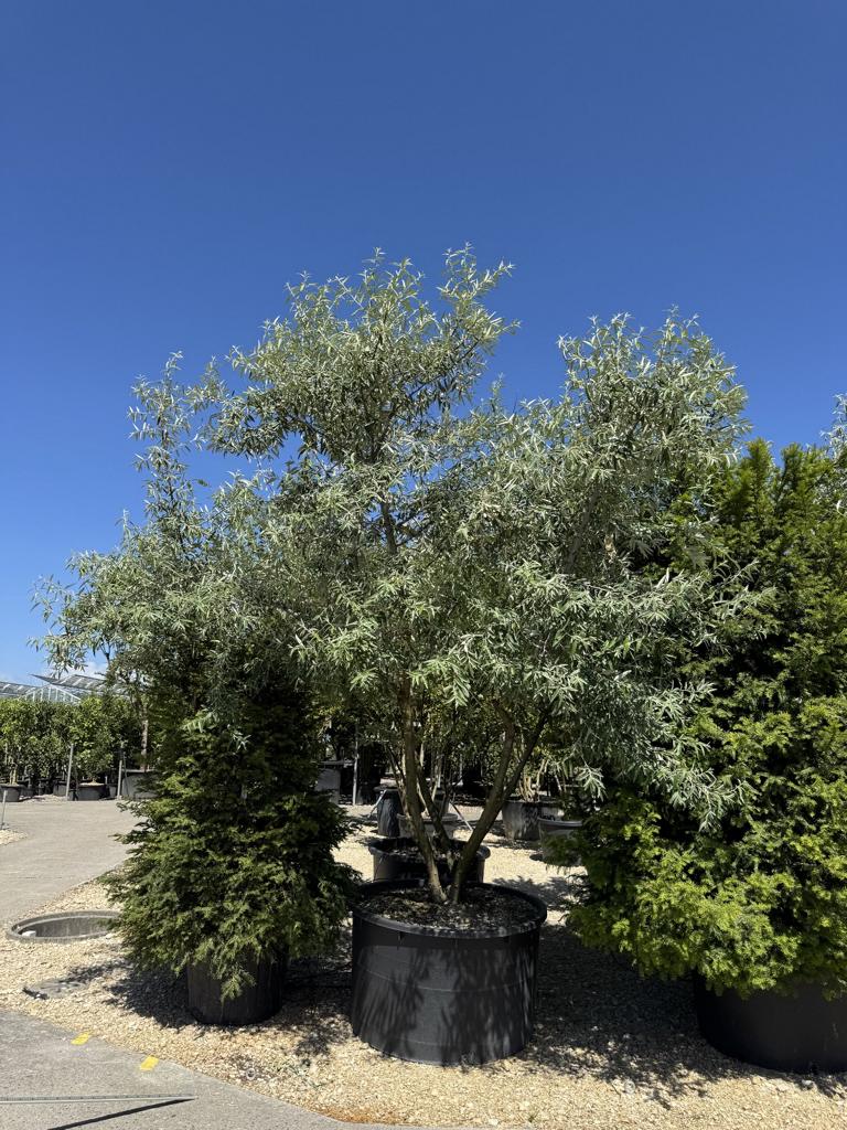 Elaeagnus angustifolia