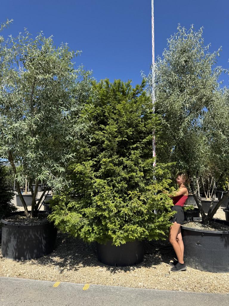 Taxus baccata