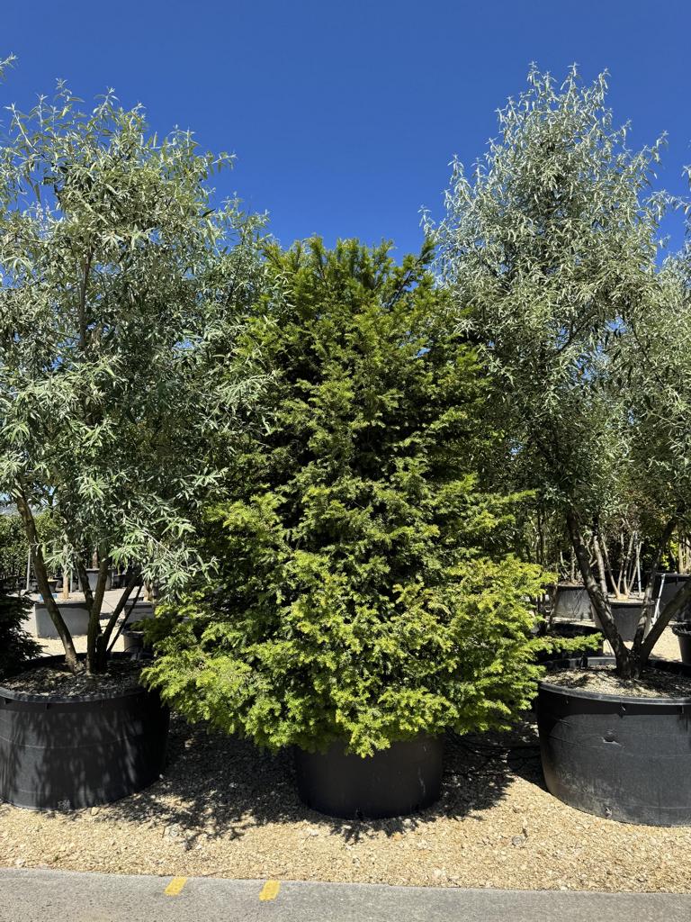 Taxus baccata