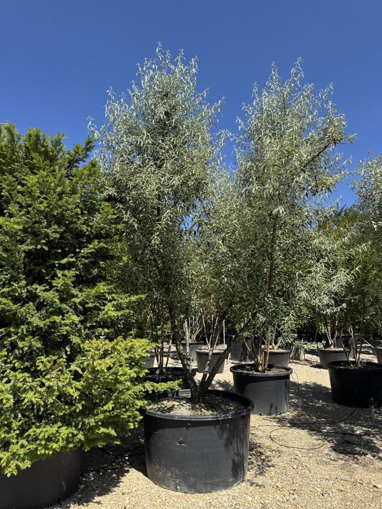 Elaeagnus angustifolia