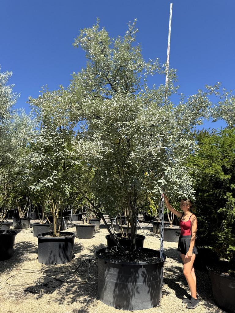 Elaeagnus angustifolia