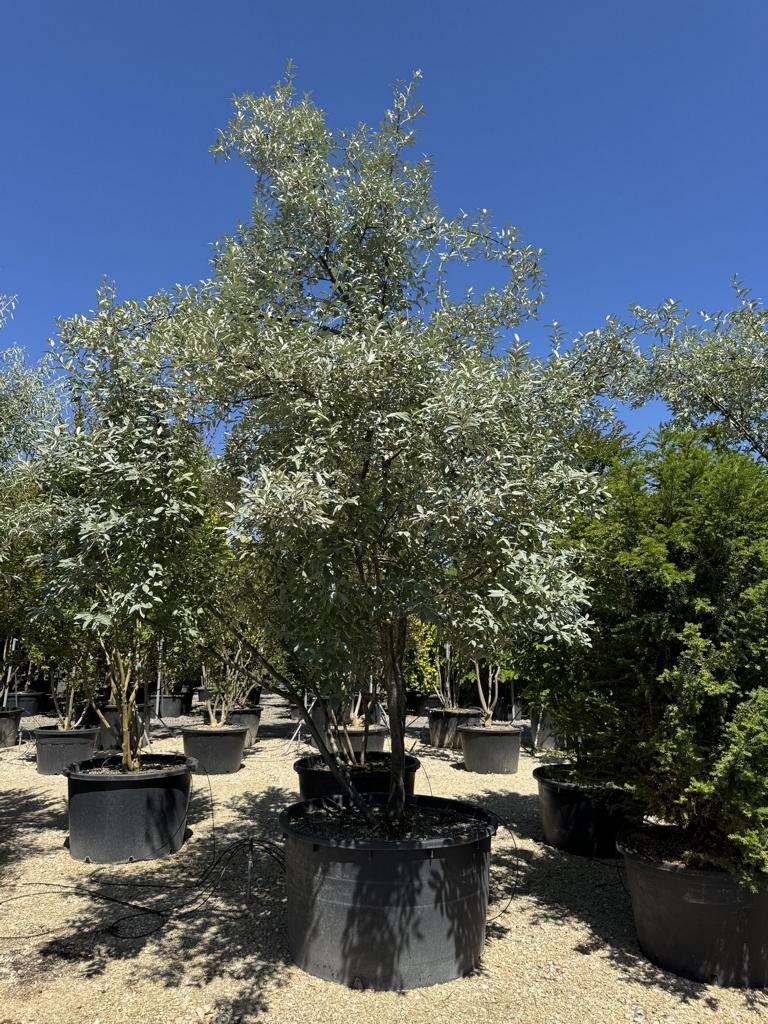 Elaeagnus angustifolia