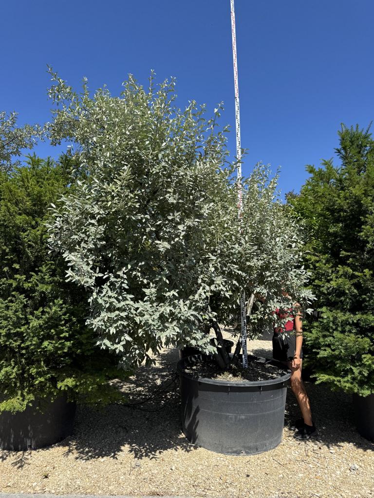 Elaeagnus commutata