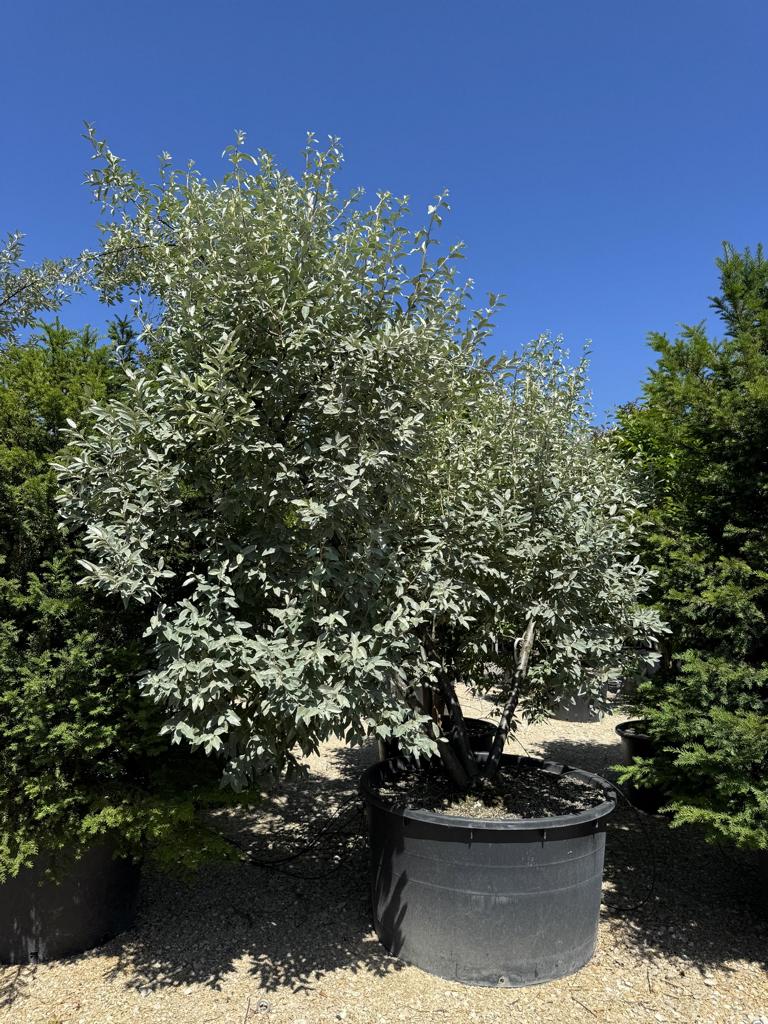 Elaeagnus commutata