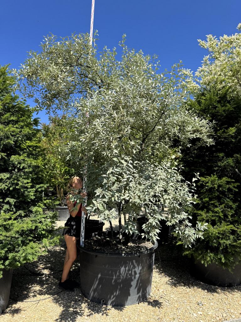 Elaeagnus commutata