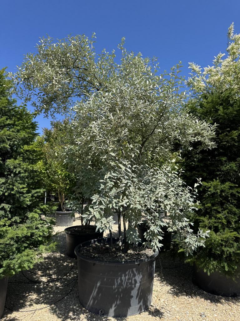 Elaeagnus commutata