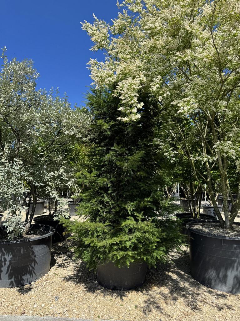 Taxus baccata