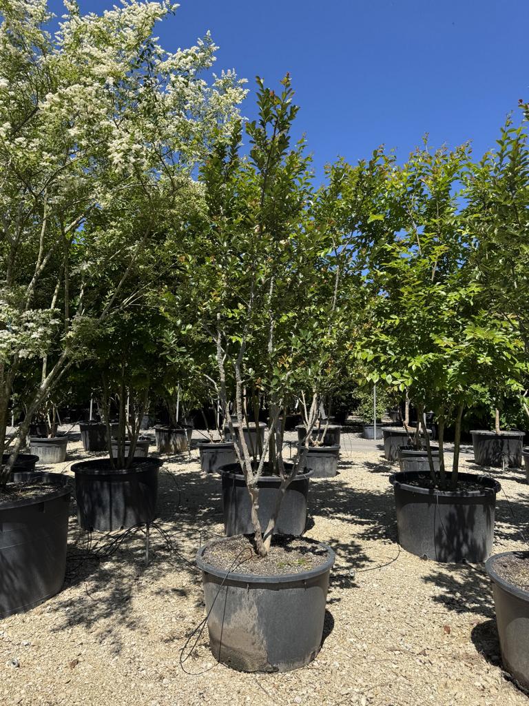 Lagerstroemia indica 'Saint-Emilion'