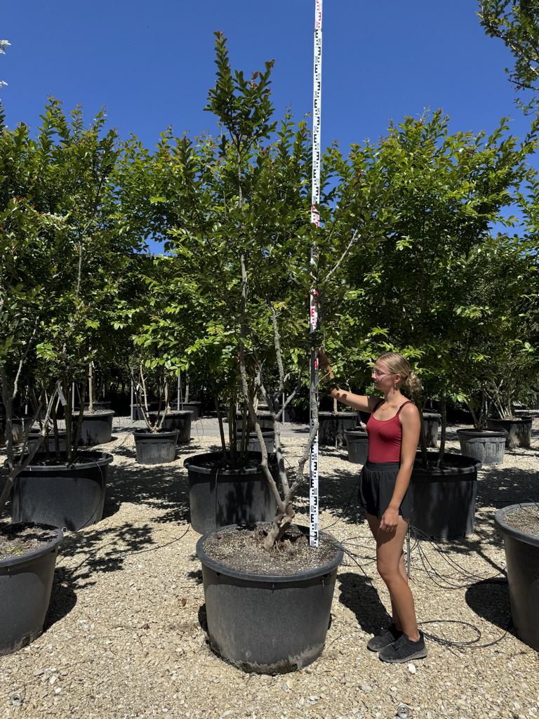 Lagerstroemia indica 'Saint-Emilion'