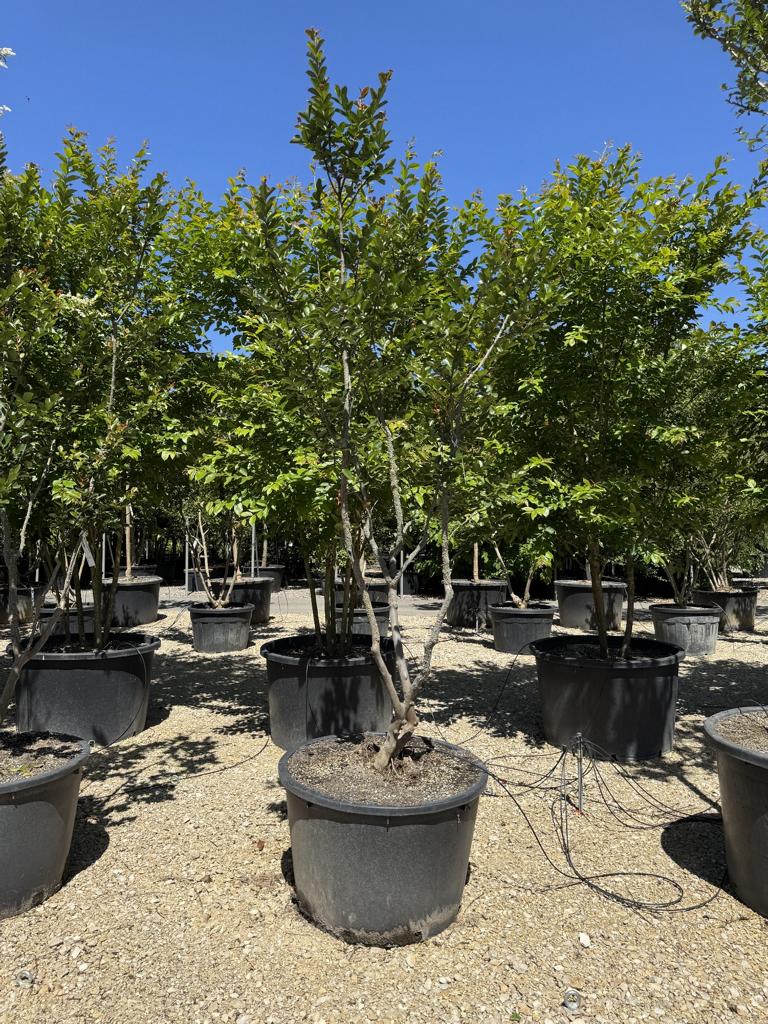 Lagerstroemia indica 'Saint-Emilion'
