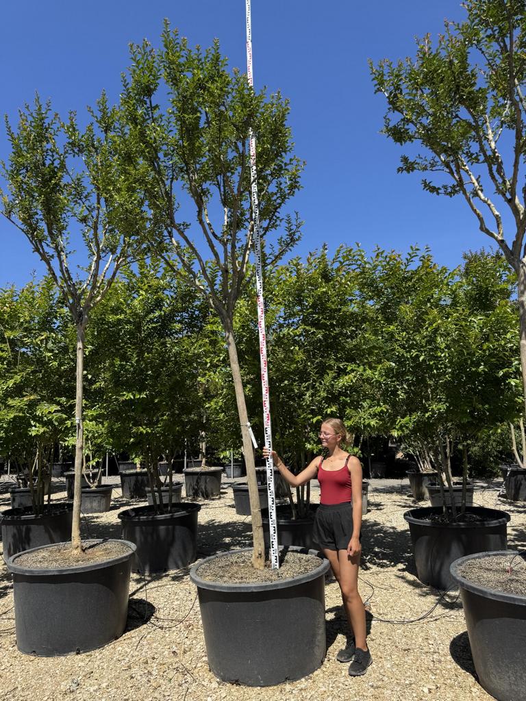 Lagerstroemia indica 'Monbazillac'