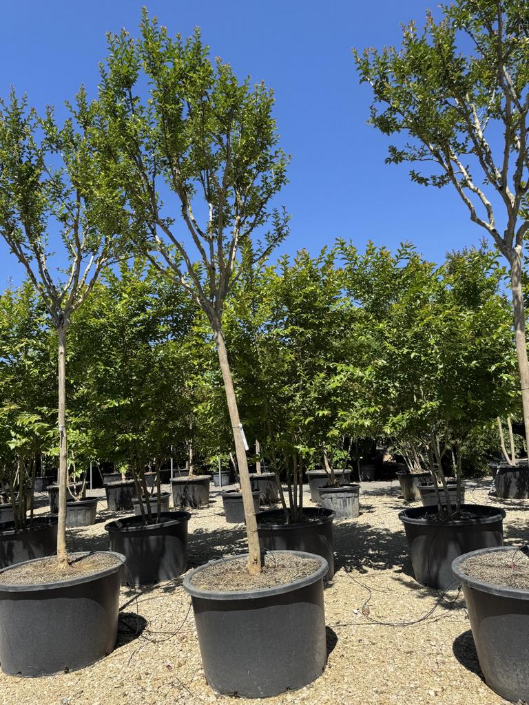 Lagerstroemia indica 'Monbazillac'