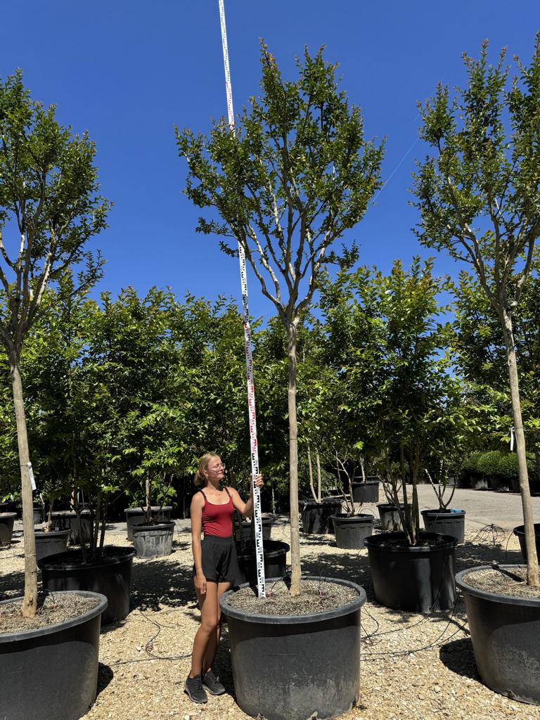 Lagerstroemia indica 'Monbazillac'