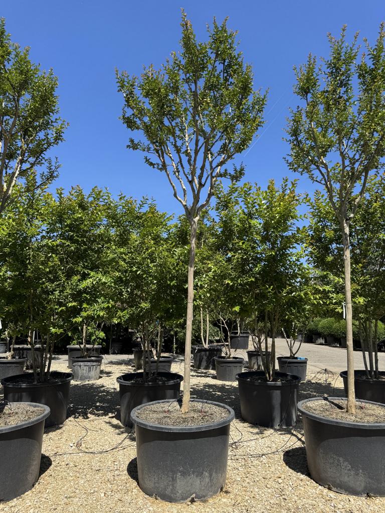 Lagerstroemia indica 'Monbazillac'