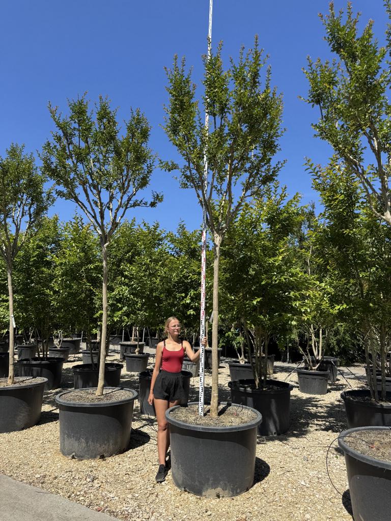Lagerstroemia indica 'Monbazillac'