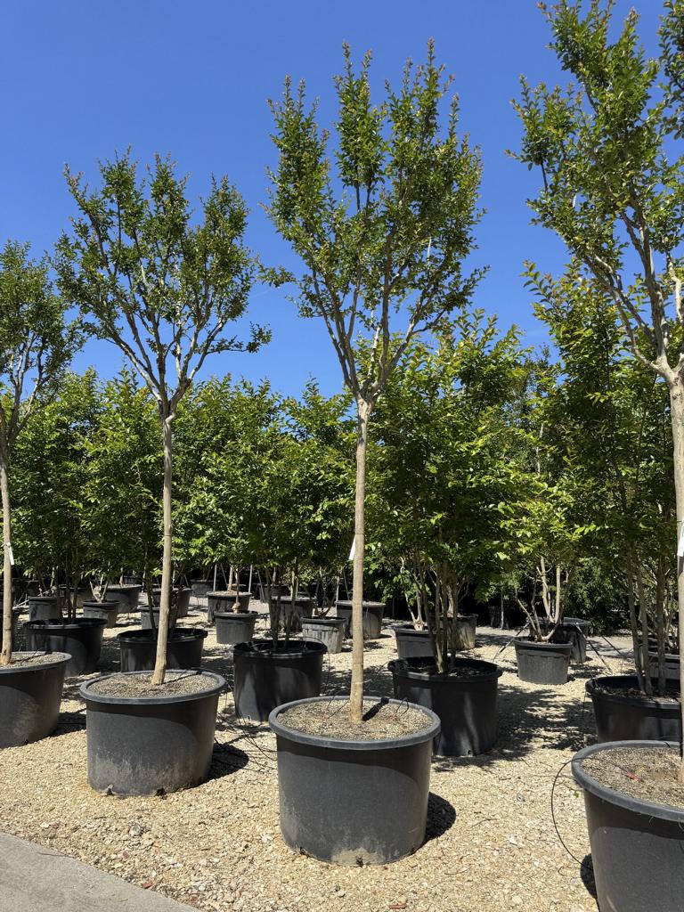 Lagerstroemia indica 'Monbazillac'