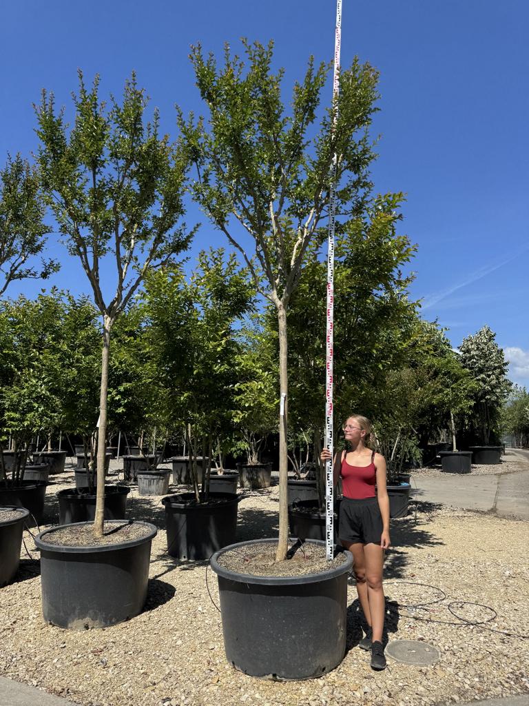 Lagerstroemia indica 'Monbazillac'