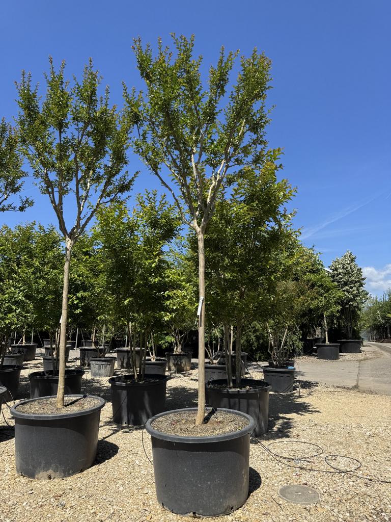 Lagerstroemia indica 'Monbazillac'