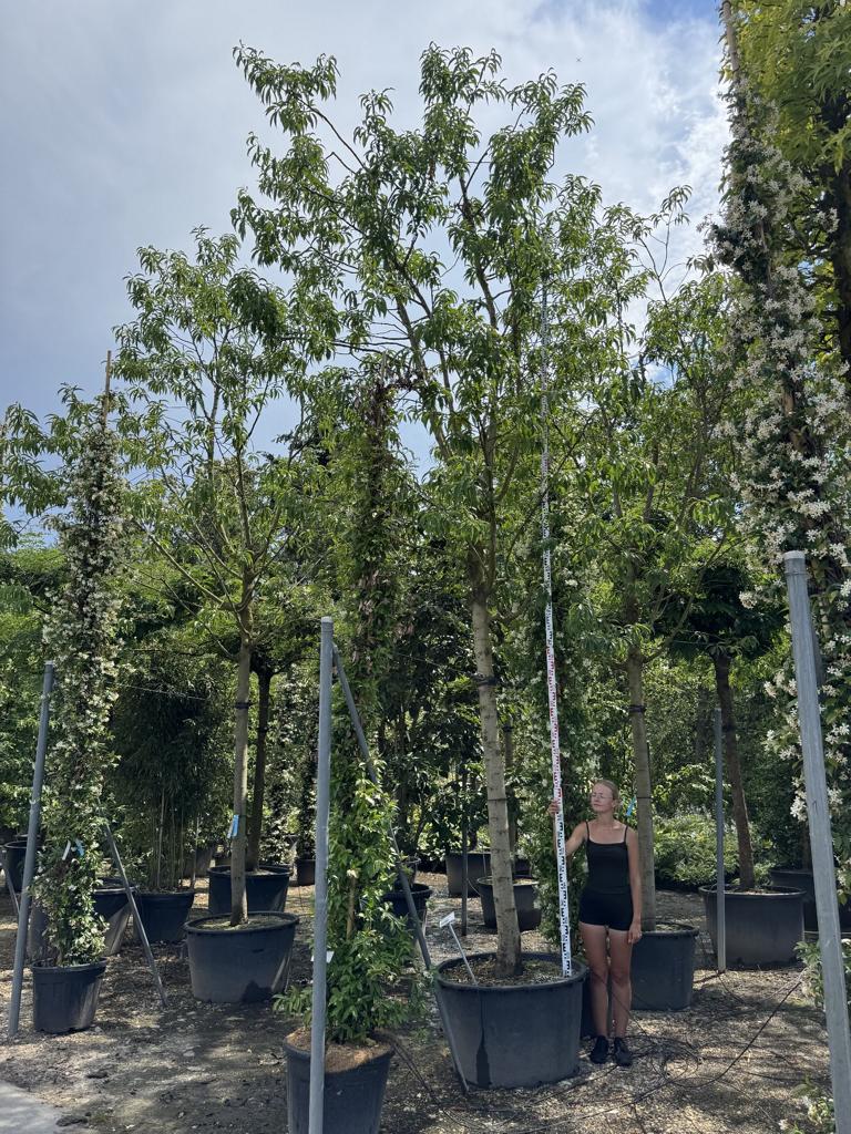 Prunus dulcis