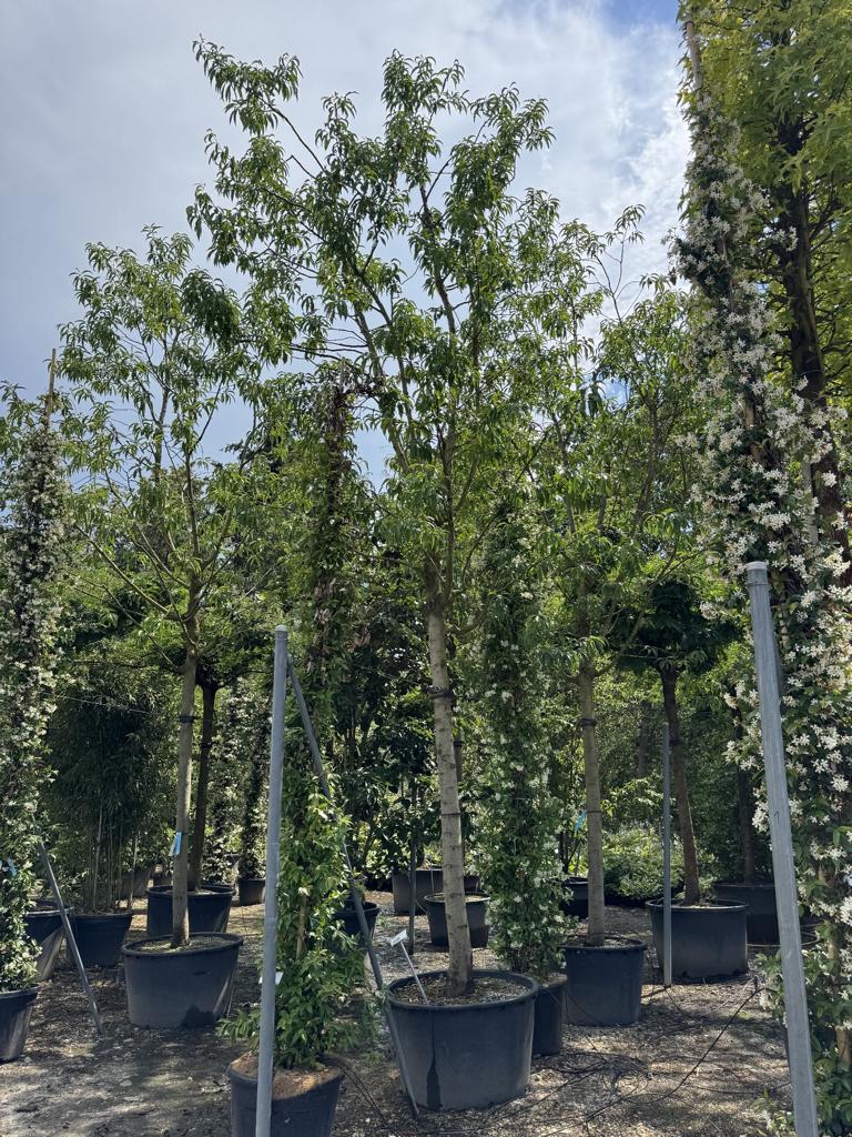 Prunus dulcis