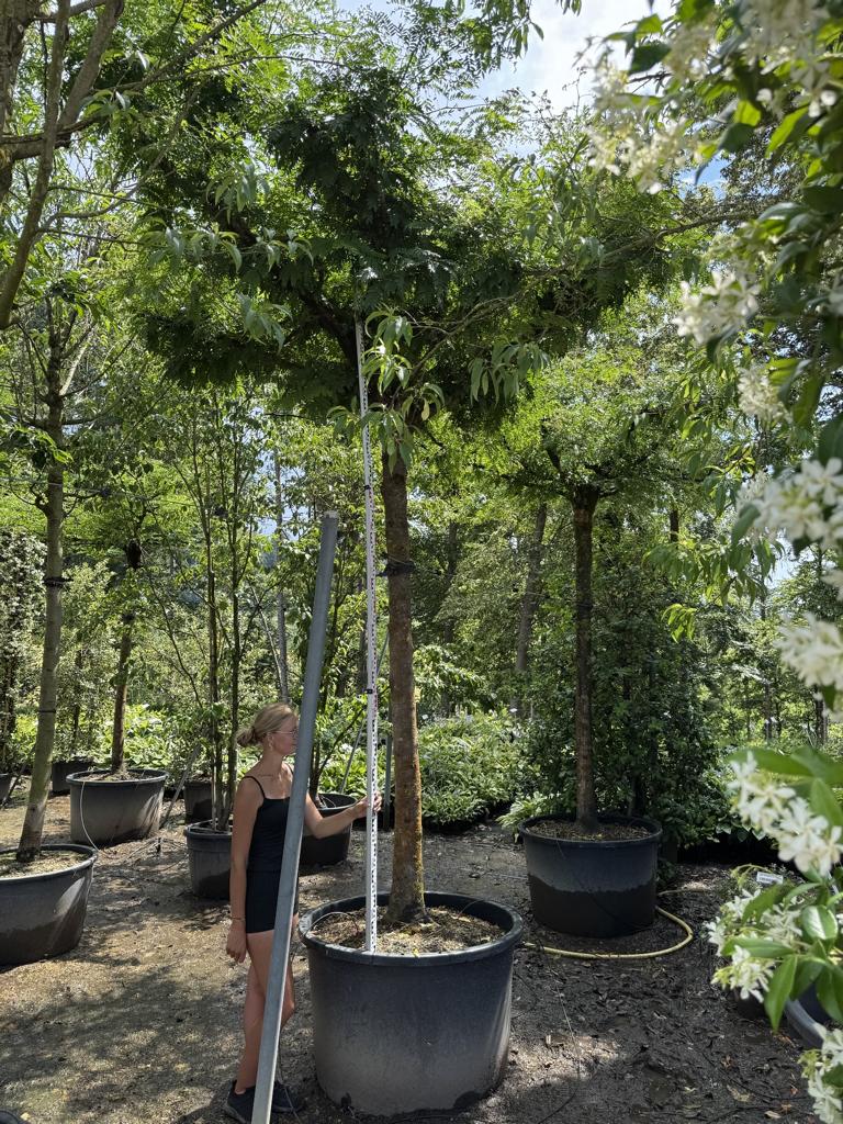 Gleditsia triacanthos inermis Dachform