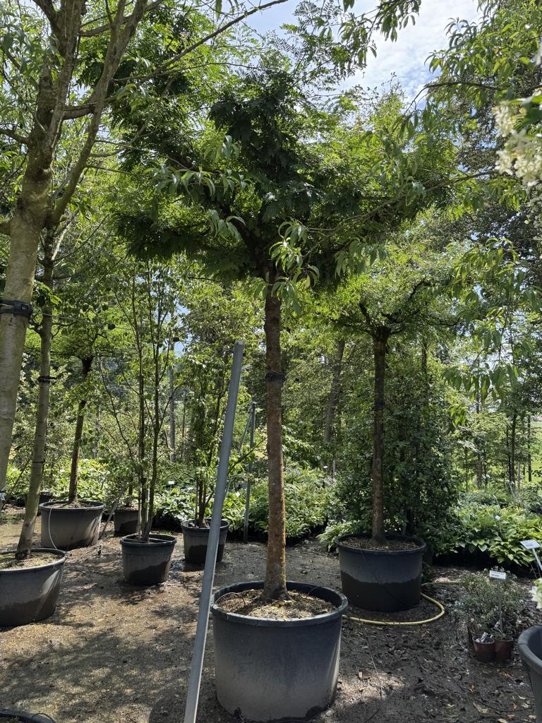 Gleditsia triacanthos inermis Dachform