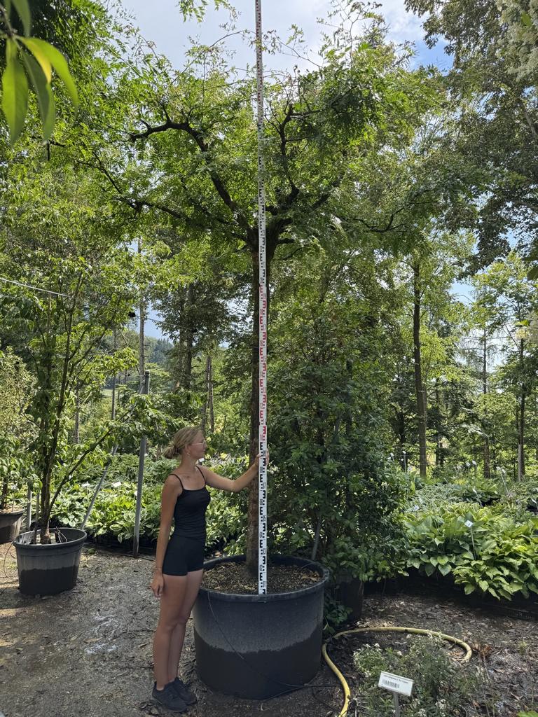 Gleditsia triacanthos inermis Dachform