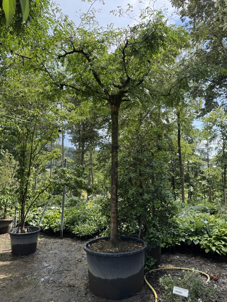 Gleditsia triacanthos inermis Dachform
