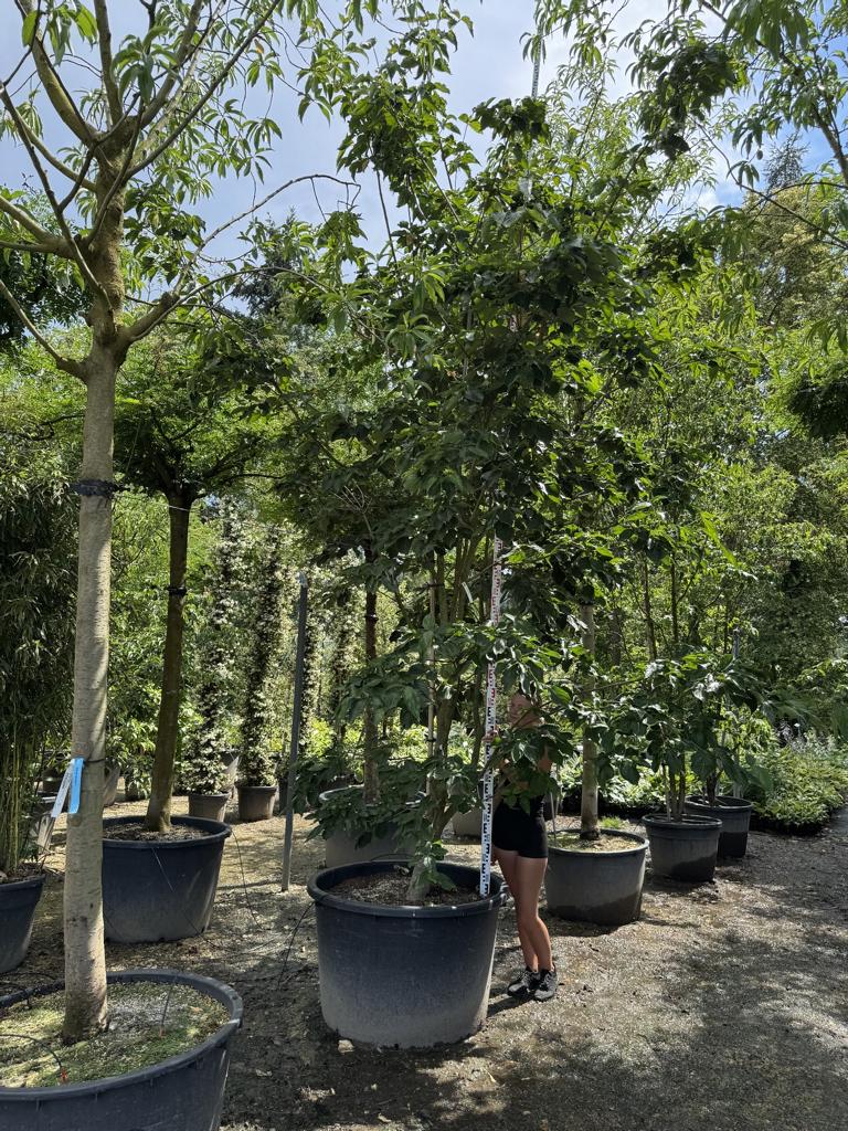 Cornus kousa