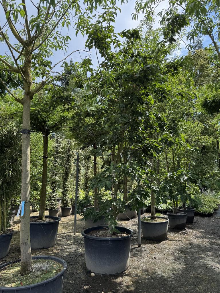 Cornus kousa
