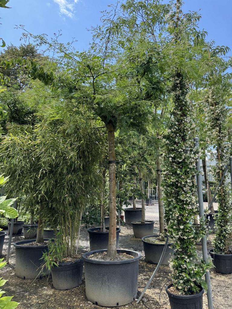 Gleditsia triacanthos inermis Dachform