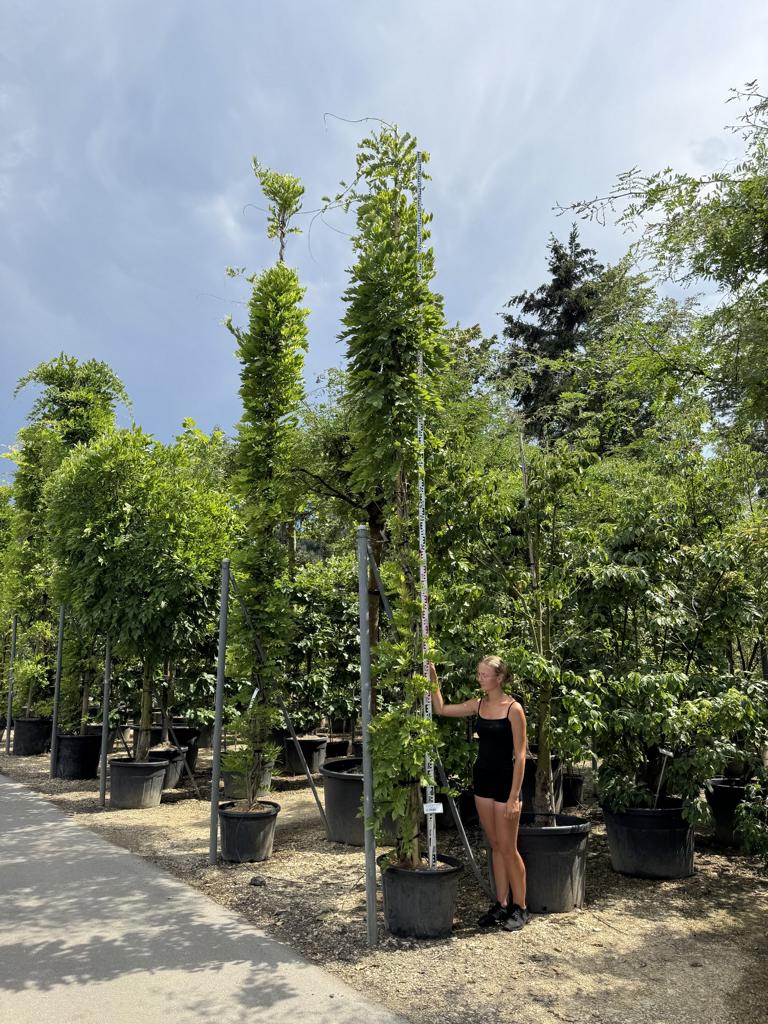 Wisteria sinensis 'Alba'