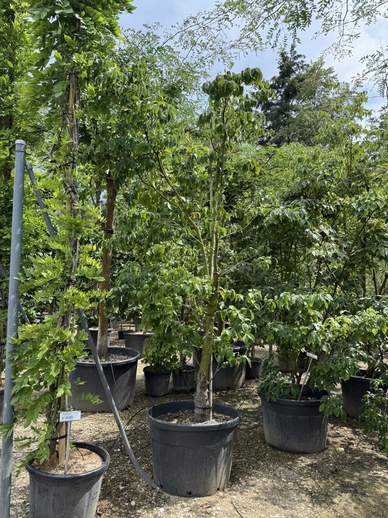 Cornus kousa var. chinensis