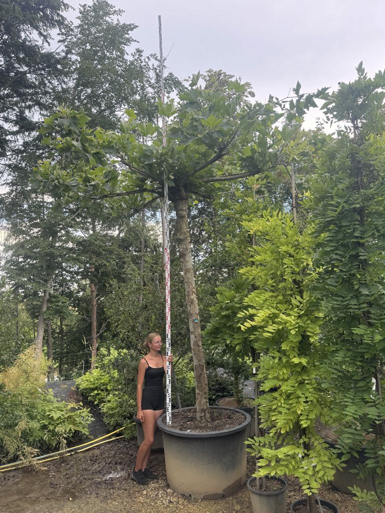 Platanus hispanica (x) dachförmig