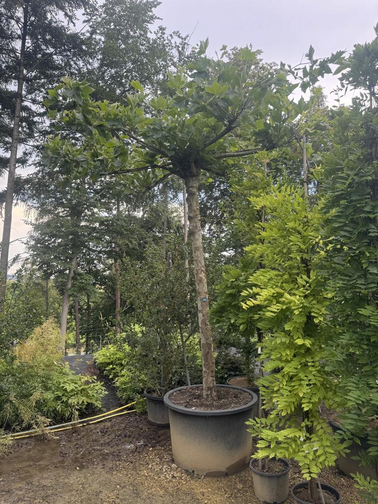 Platanus hispanica (x) dachförmig