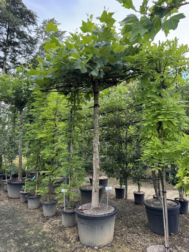 Platanus hispanica (x) dachförmig