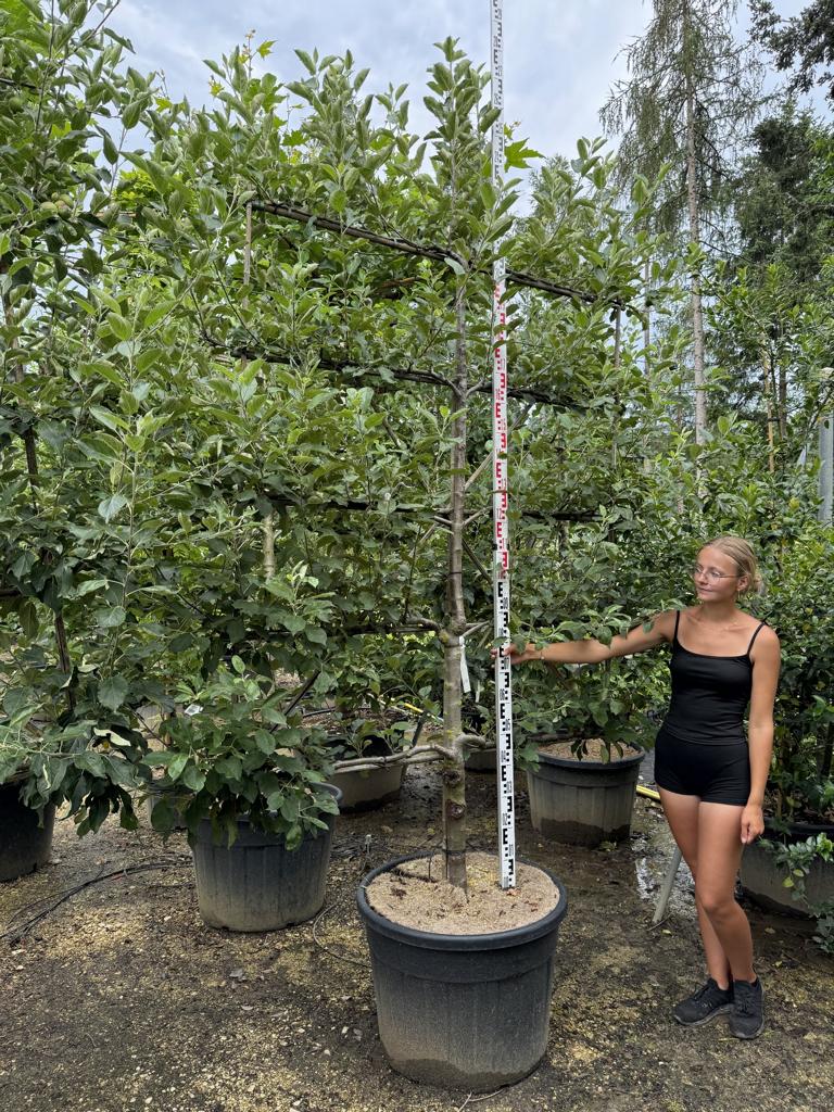 Malus domestica 'Elstar'