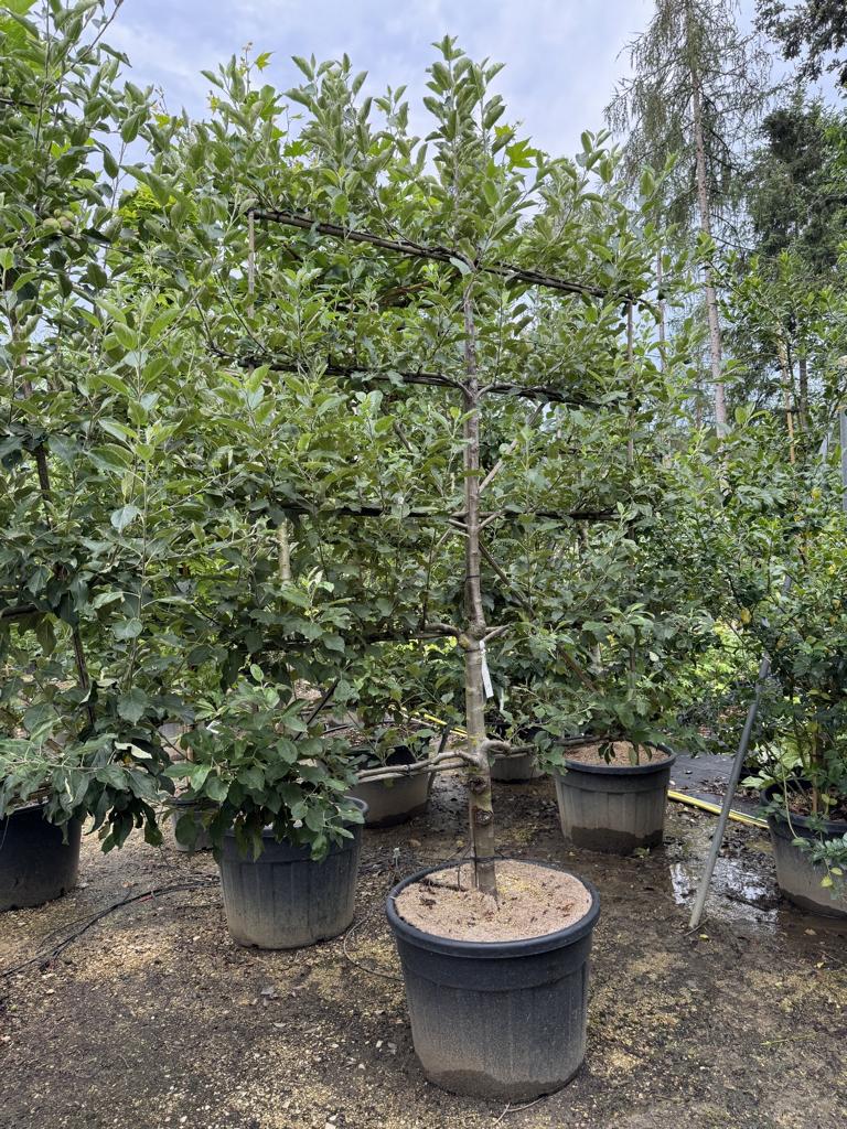 Malus domestica 'Elstar'
