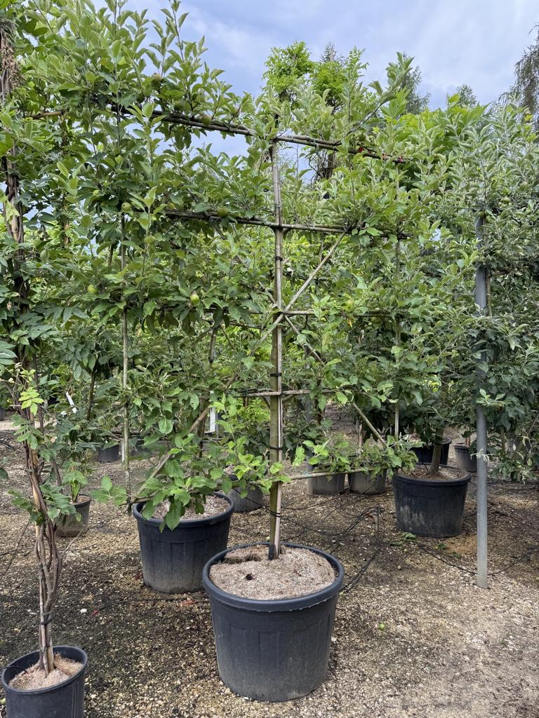 Malus domestica 'Breaburn'