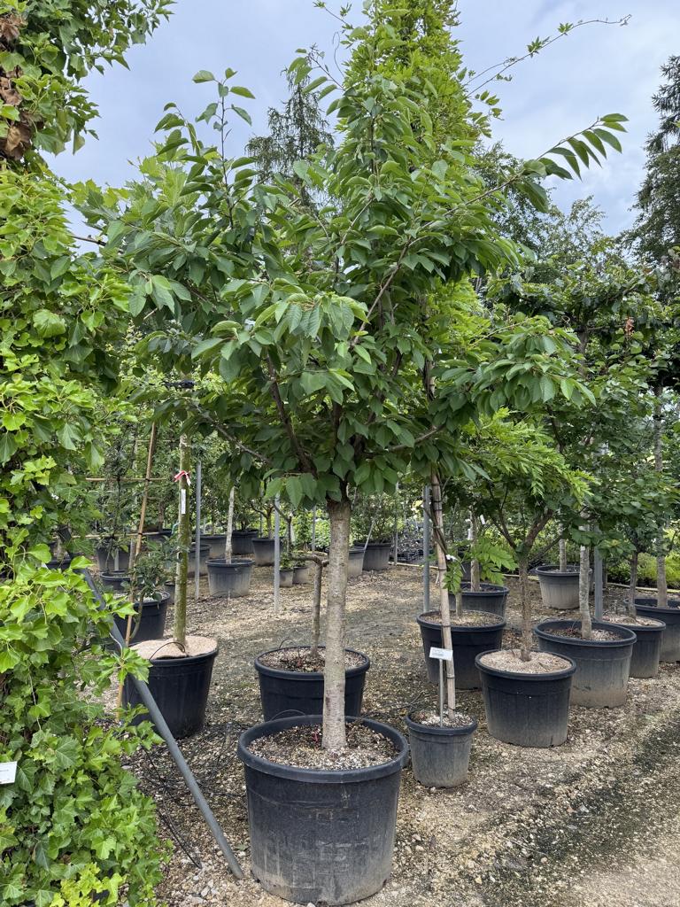 Prunus avium 'Kordia'
