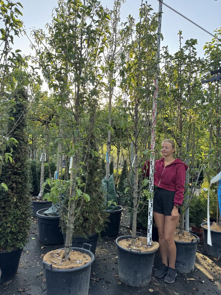 Pyrus calleryana 'Chanticleer'