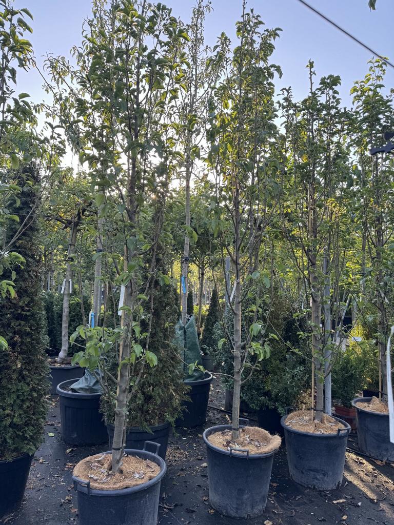Pyrus calleryana 'Chanticleer'