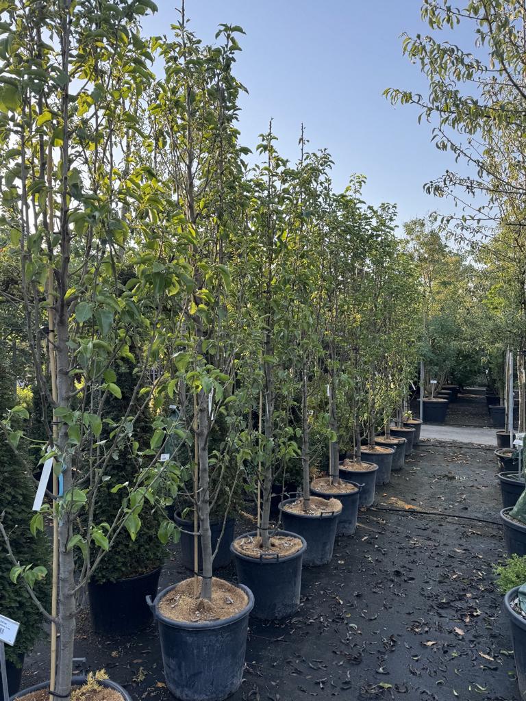 Pyrus calleryana 'Chanticleer'
