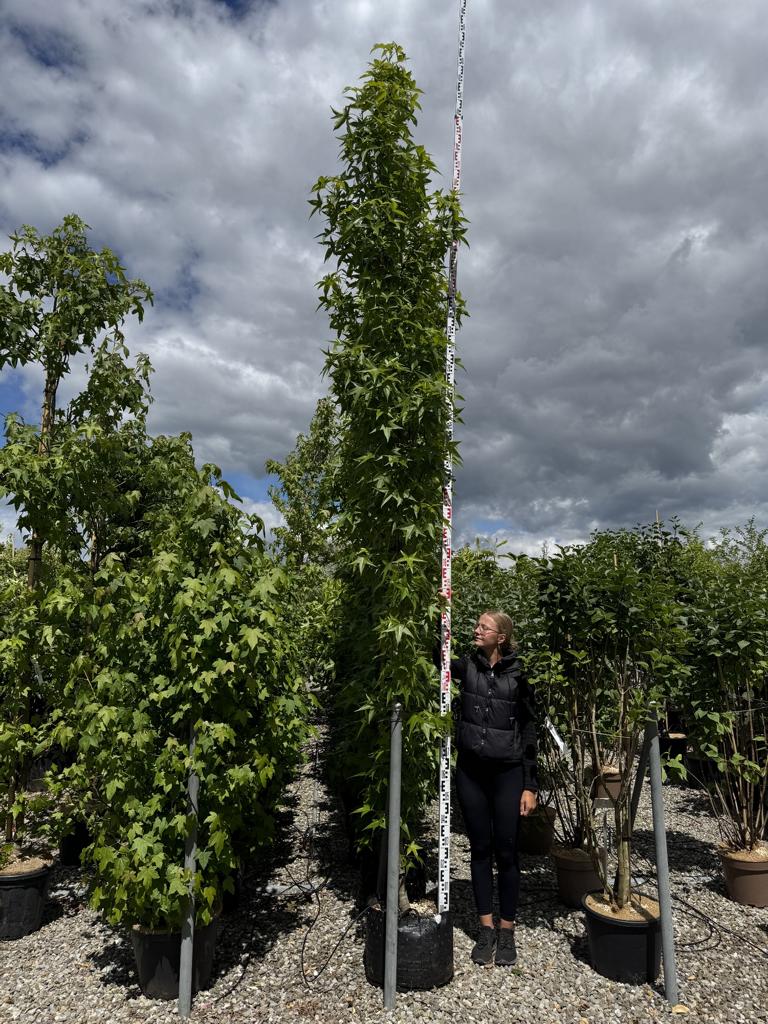 Liquidambar styraciflua 'Slender Silhouette'