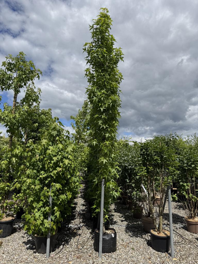 Liquidambar styraciflua 'Slender Silhouette'