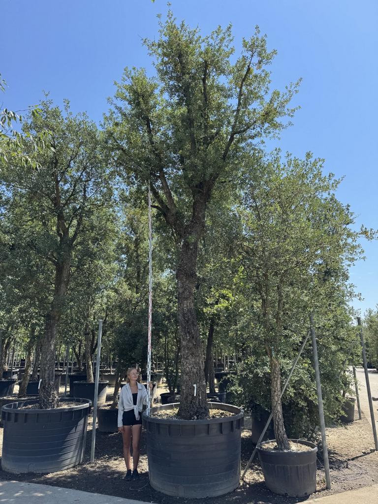 Quercus suber