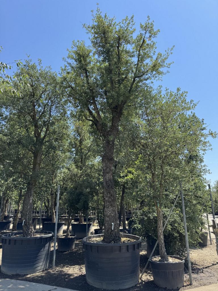 Quercus suber
