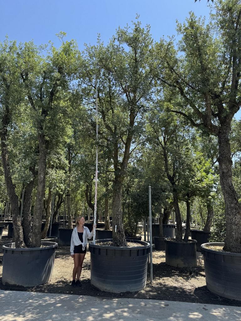 Quercus suber